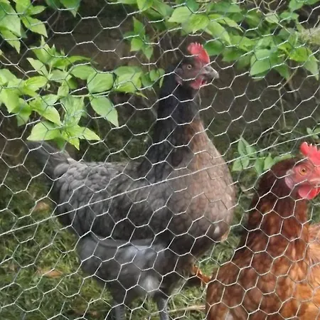 Couette-café Au Coeur De 1